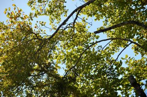 Typical tree of the city Campos do Jordo, platoon, in a beauty blue day Stock Photos
