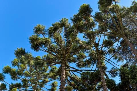 Typical tree of the city Campos do Jordao in Sao Paulo State, araucaria, in a Stock-Fotos