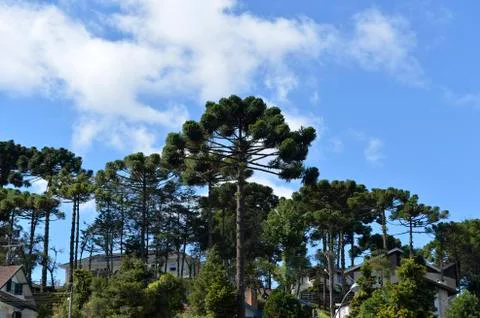 Typical tree of the city Campos do Jordao in Sao Paulo State, araucaria, in a Foto stock