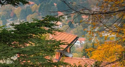 Typical tree on the heights of Como in Italy Stock Photos