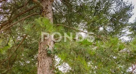 Typical tree on the heights of Como in Italy Stock Photos