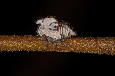 Typical Treehoppers nymph Stock Photos