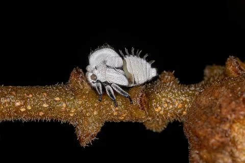 Typical Treehoppers nymph Stock Photos