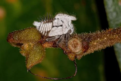 Typical Treehoppers nymph Stock Photos