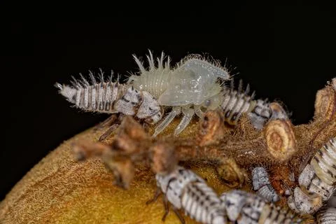 Typical Treehoppers nymph Stock Photos