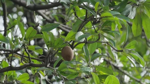 A typical tropical forest fruit called sawo 10bit 4k 60fps Video stock 269411227