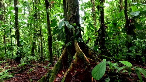 Typical tropical forest tree roots; walking backwards 库存影片 336917249