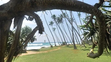 Typical Tropical Palms View 4k Video stock 85817841