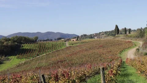 Typical Tuscan landscape with cypresses trees and vineyards Stock Footage 292769687