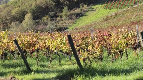 Typical Tuscan landscape with cypresses trees and vineyards Stock Footage 292769722
