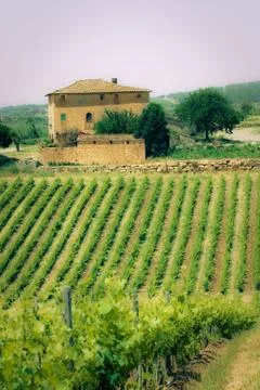 Typical tuscan landscape Stock Photos
