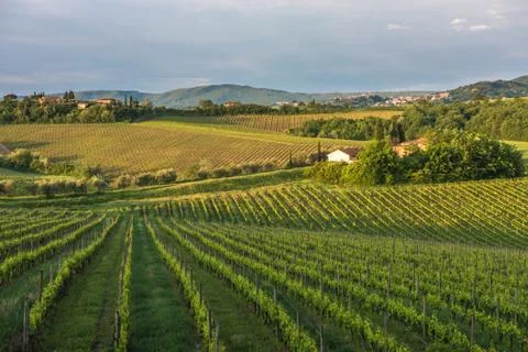 Typical tuscan landscape Stock Photos