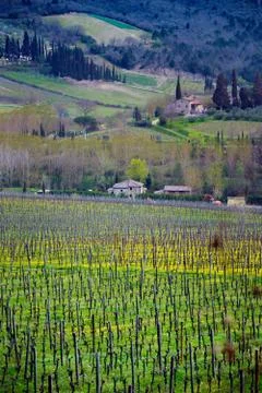 Typical Tuscan landscape Stock Photos