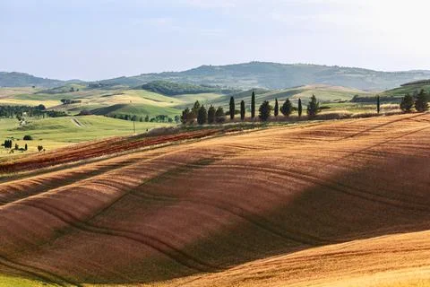 Typical Tuscan landscape of rural fields, cypress trees along a narrow road, Stock Photos