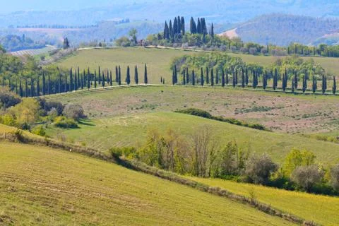 Typical tuscan landscape with tree lines, italy Stock Photos
