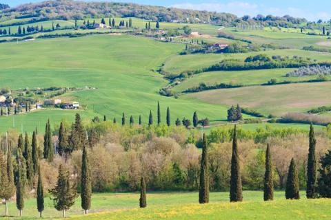 Typical tuscan landscape with tree lines and farmhouses, italy Foto stock