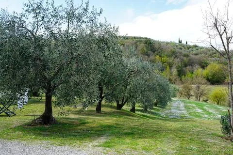 Typical Tuscan scenery with wineries, olive trees, and rolling hills Stock Photos