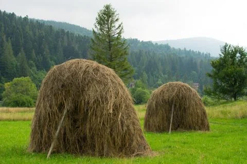 Typical Ukrainian haystacks. Stock Photos