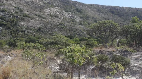 Typical vegetation on 1100m elevation in Minas Gerais State with a partial appea Vídeos de archivo 194396041