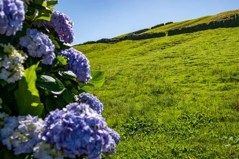 Typical vegetation and flowers in the fields, São Miguel, Azores, Portugal. Stock Photos