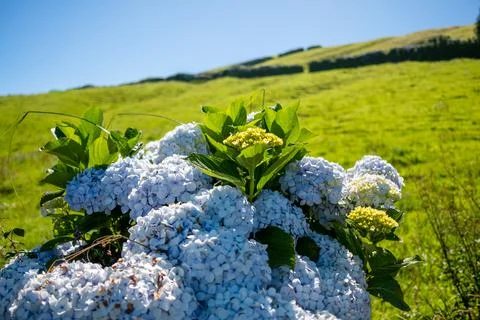 Typical vegetation and flowers in Fields in São Miguel, Azores, Portugal. Stock Photos