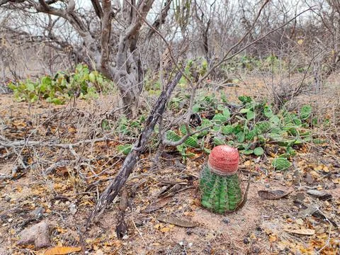 Typical vegetation of the Brazilian Caatinga Stock Photos