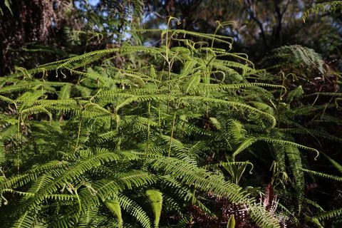 Typical vegetation on the Gran Piedra mountain range, Cuba Foto stock