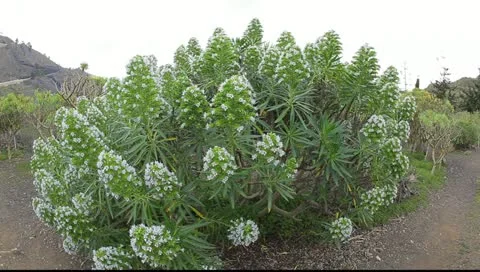 Typical vegetation at La Caldera de Bandama in volcanic island Gran Canaria 動画素材 10834226