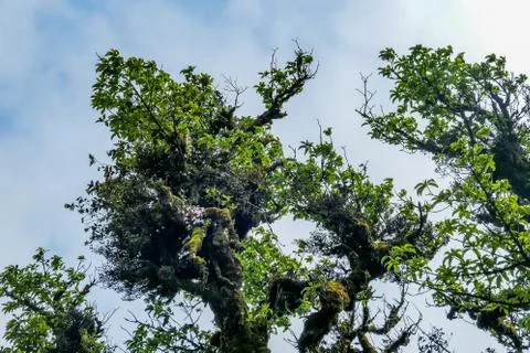 Typical Vietnamese landscape in spring with high mountain foggy forest Phia Oac Foto stock