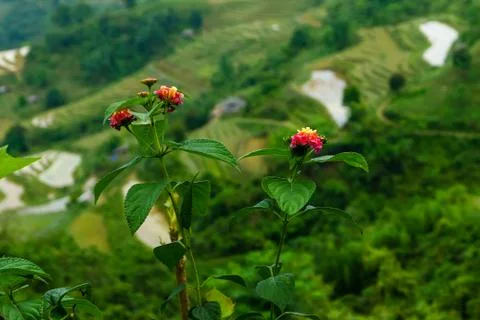 Typical Vietnamese landscape in spring with red flowers Stock Photos