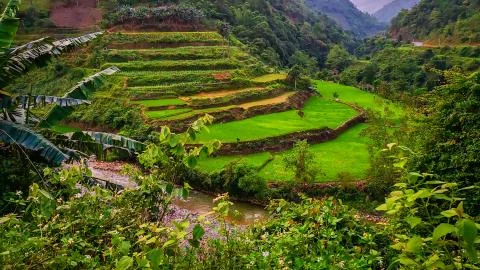 Typical Vietnamese landscape in spring with rice fields Stock Photos