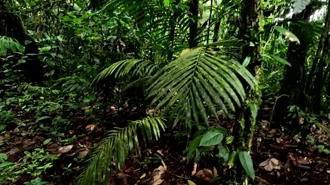 Typical view of the inside of a tropical forest; nature background Stock Footage 336930687