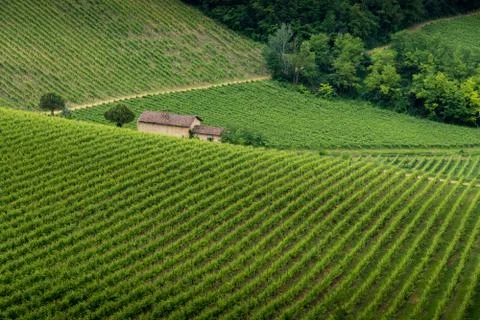 Typical vineyard fields over hills in Oltrepo' Pavese in Lombardy Stock Photos