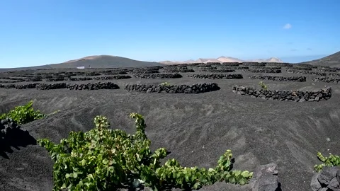 Typical vineyard on Lanzarote Stock Footage 232047035