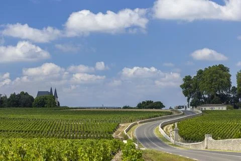 Typical vineyards near Chateau Latour, Bordeaux, Aquitaine, France Stock Photos