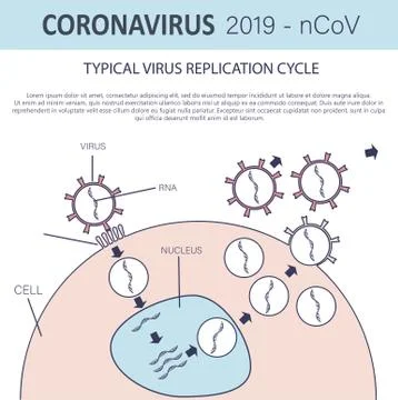 Typical virus replication cycle. Coronavirus 2019-nCoV infographic Stock Illustration
