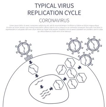 Typical virus replication cycle. Coronavirus 2019-nCoV infographic 库存插图