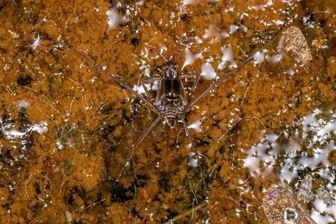 Typical Water Strider Stock Photos