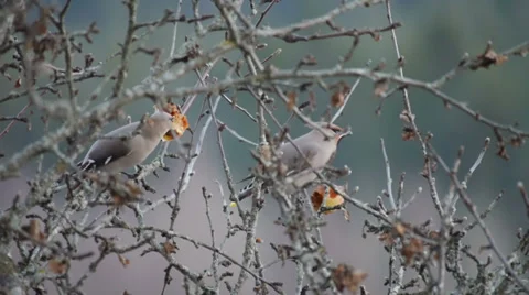 Typical Waxwings Stock Footage 32818523
