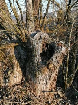 Typical  wet_tree  strunk Stock Photos
