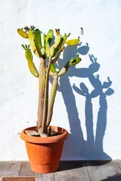 Typical white house with cactus in pot, Lanzarote, Canary Islands, Spain Stock Photos