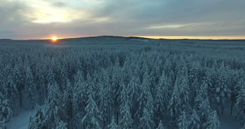 Typical White Winterforest In Sweden Stock Footage