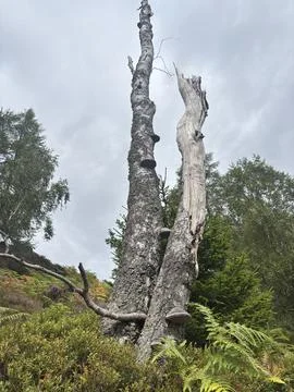 Typical wild forest vegetation and lush undergrowth of Scotland 스톡 사진