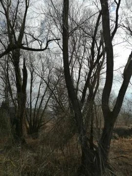 Typical wilderness Stock Photos