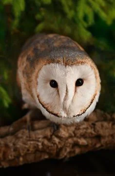 Typicalbarn owl Фото