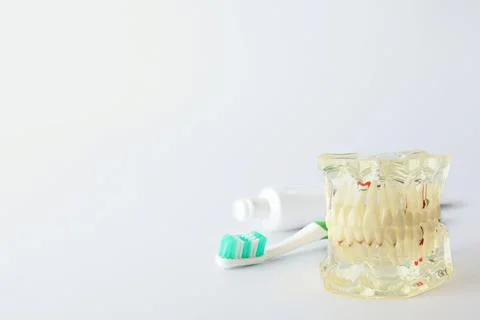 Typodont teeth, brush and paste on white background, space for text. Dentist  Stock Photos