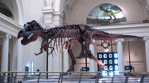 Waking the T. rex 3D: The Story of SUE - Field Museum