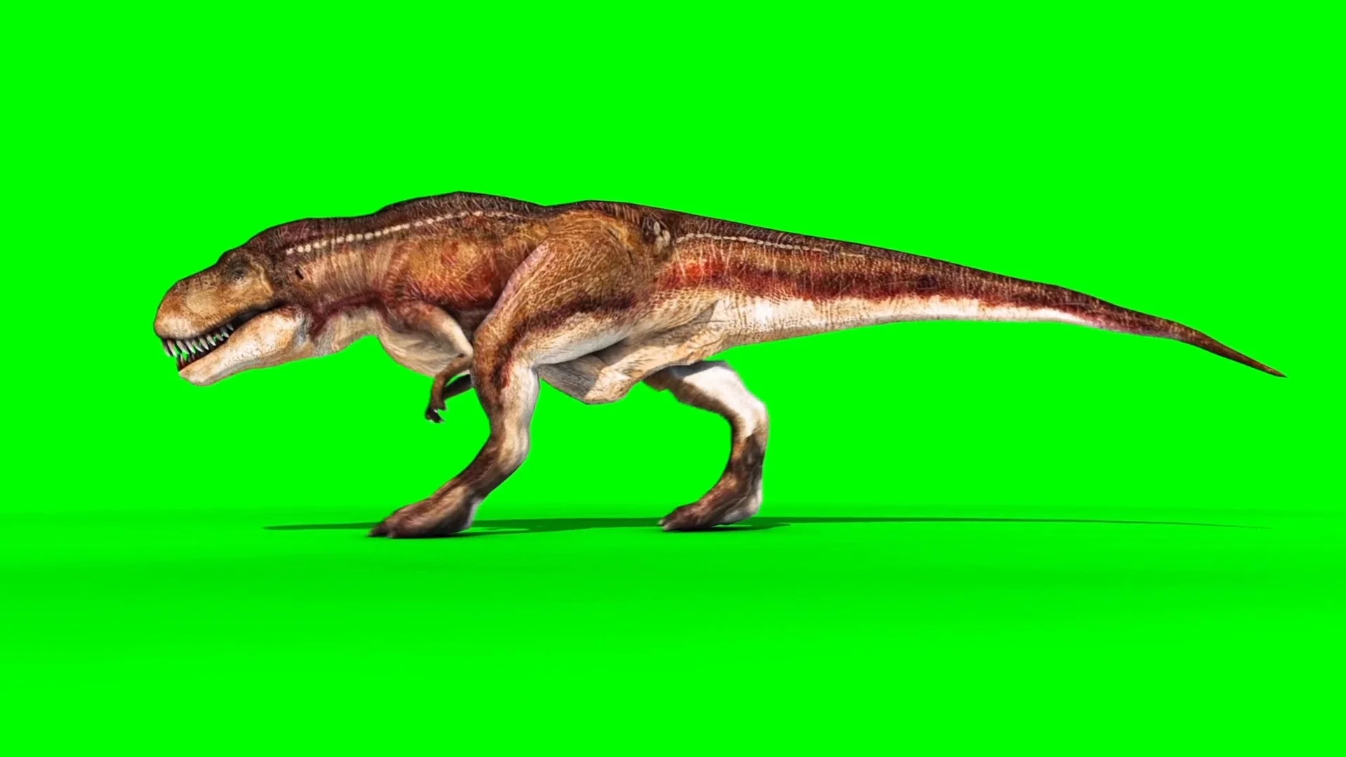 Angry T-Rex Runcycle Green Screen Close , Stock Video