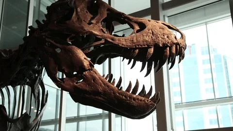 Tyranosaurus rex skeleton on display Stock Footage 96723150