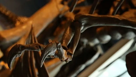 Tyranosaurus rex small arms close up bones skeleton fossil Stock Footage 96723190